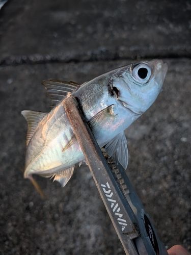 釣果