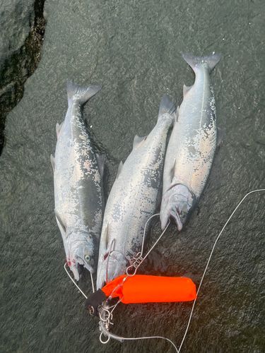サクラマスの釣果