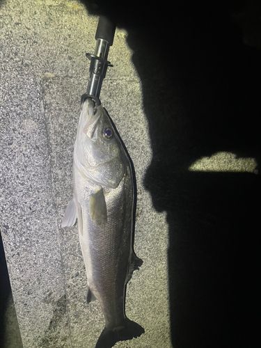 スズキの釣果