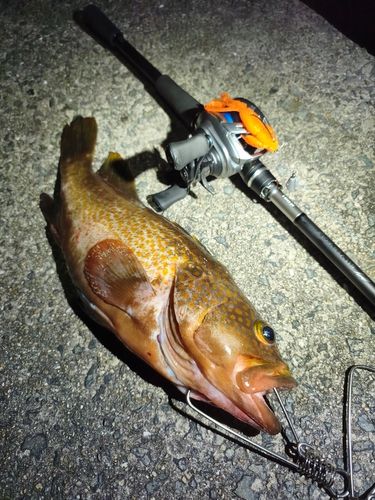 アコウの釣果