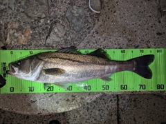 シーバスの釣果