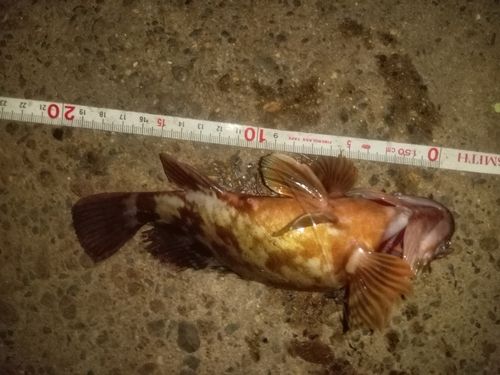 カサゴの釣果