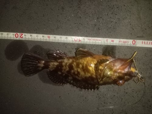 カサゴの釣果
