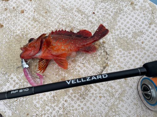 カサゴの釣果