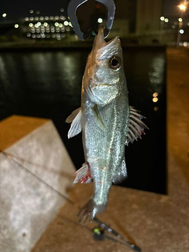 タイワンガザミの釣果