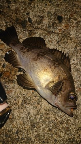 メバルの釣果