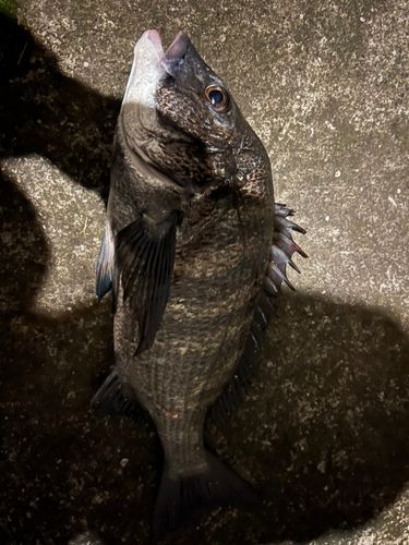 チヌの釣果