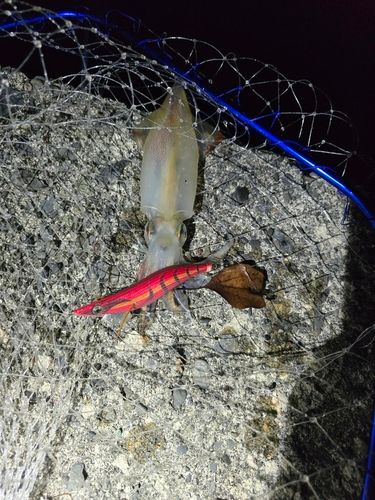ケンサキイカの釣果