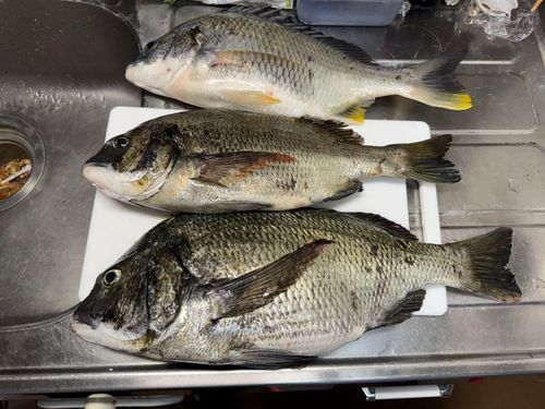 チヌの釣果
