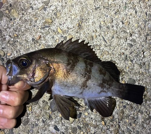 メバルの釣果