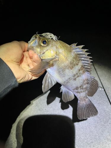 メバルの釣果