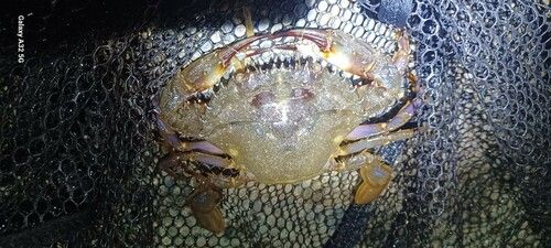 ノコギリガザミの釣果