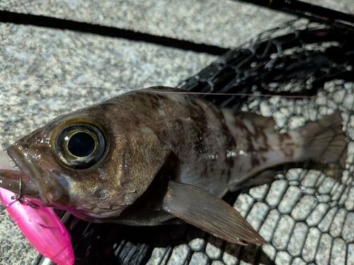 メバルの釣果