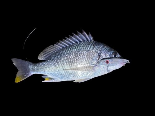 キビレの釣果