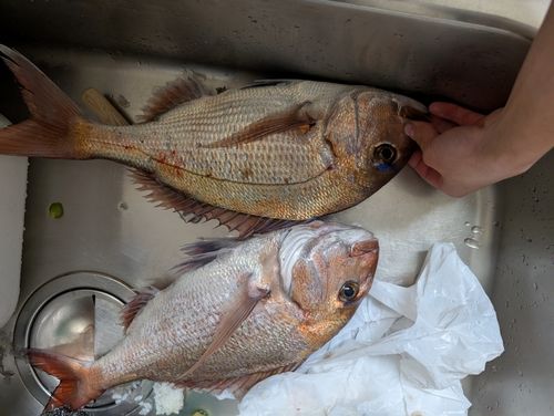 タイの釣果