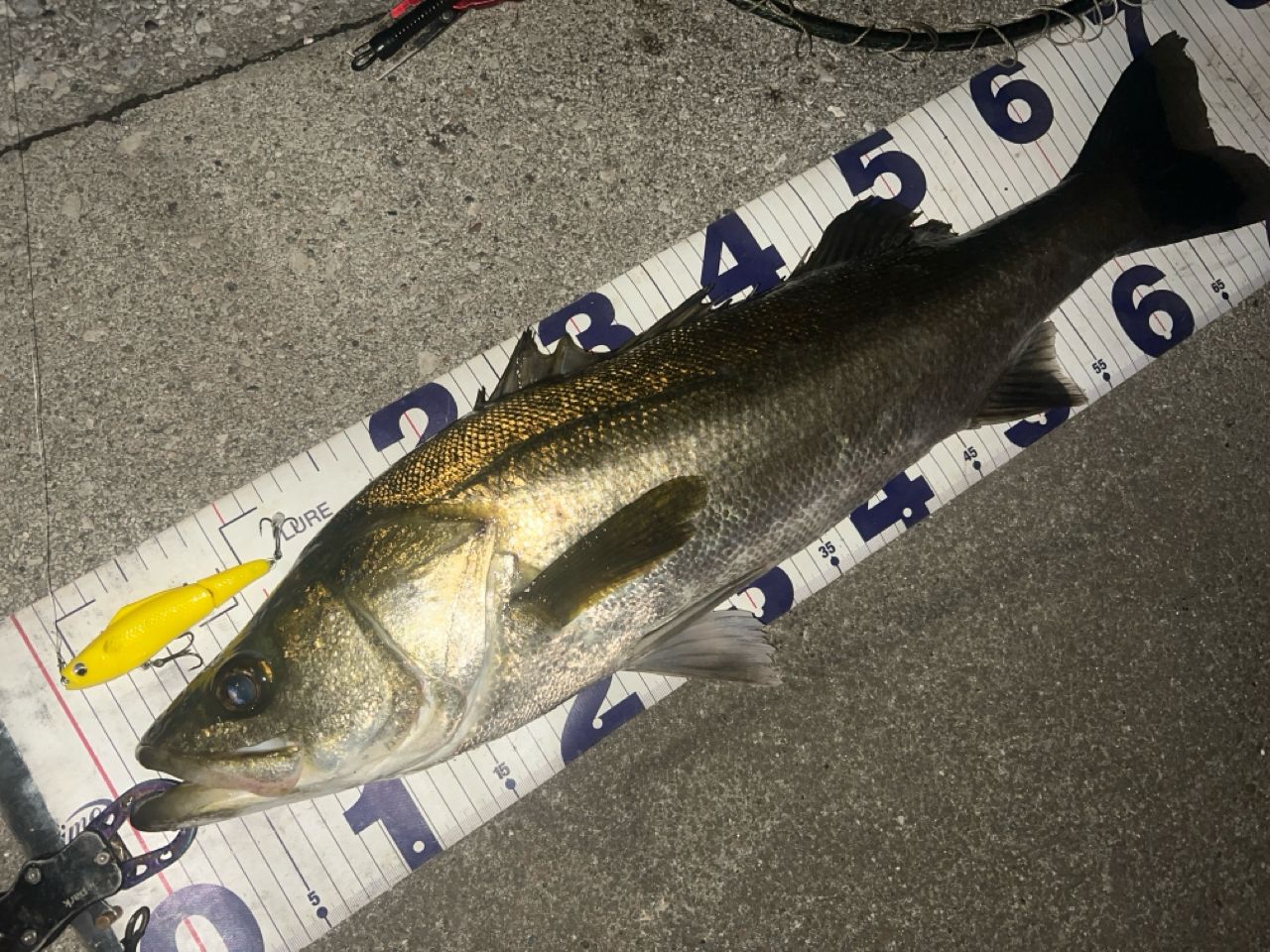 AbuGarcia 21ゼノン 4000SHの最安値・インプレ・釣果 | 本音の口コミが