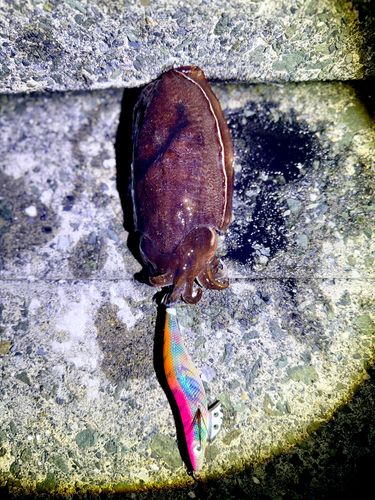 コウイカの釣果