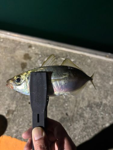 マアジの釣果