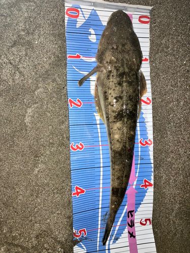 マゴチの釣果