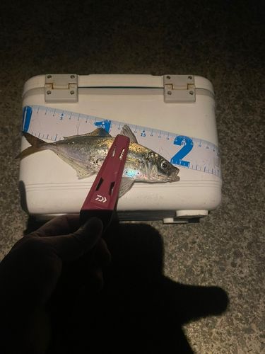 マアジの釣果