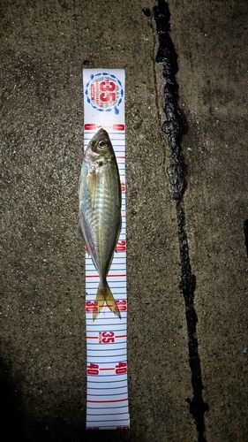 マアジの釣果
