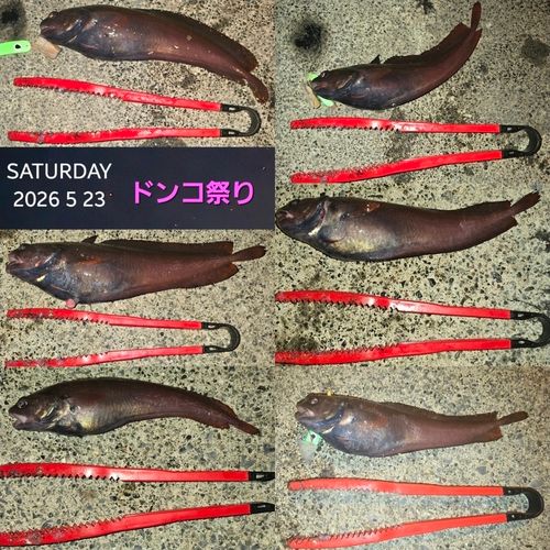 ドンコの釣果