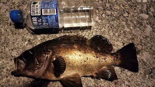 アカメバルの釣果