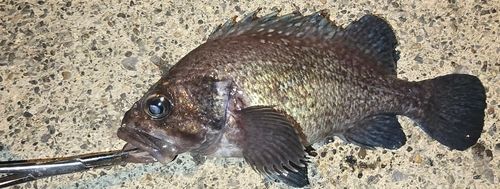 クロソイの釣果