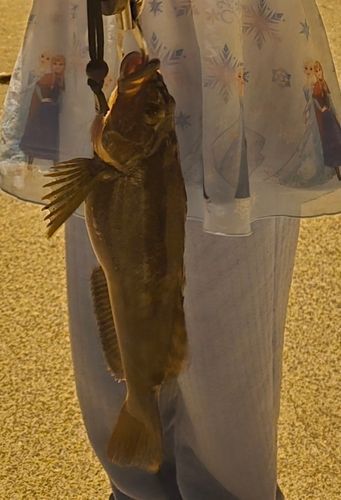 アイナメの釣果