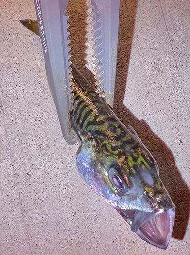 サバの釣果