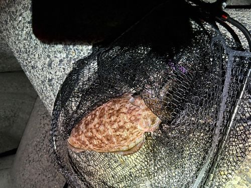 コウイカの釣果