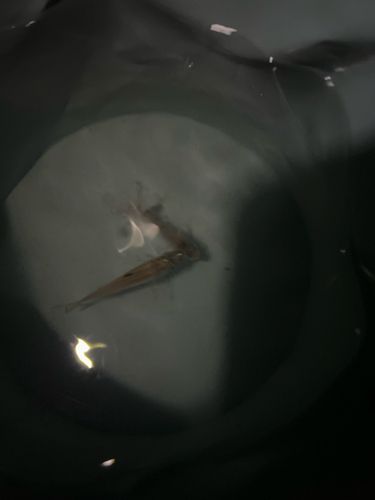 ネンブツダイの釣果