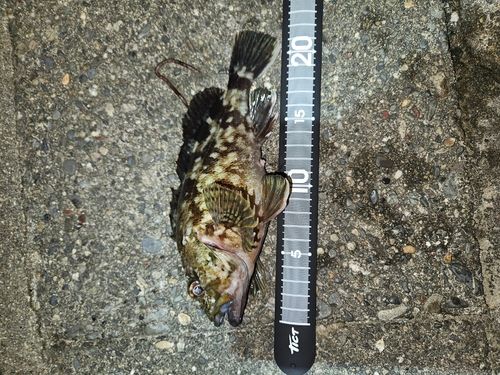 カサゴの釣果