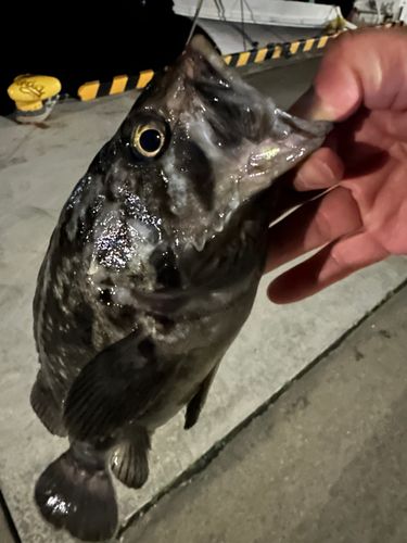 クロソイの釣果