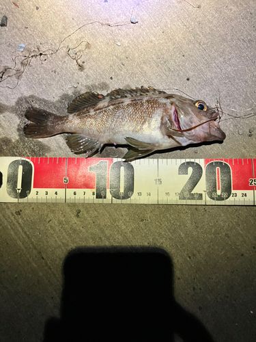 エゾメバルの釣果