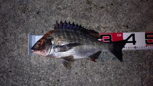 クロダイの釣果