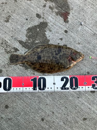 マコガレイの釣果