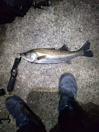 フッコ（マルスズキ）の釣果