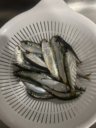 サッパの釣果