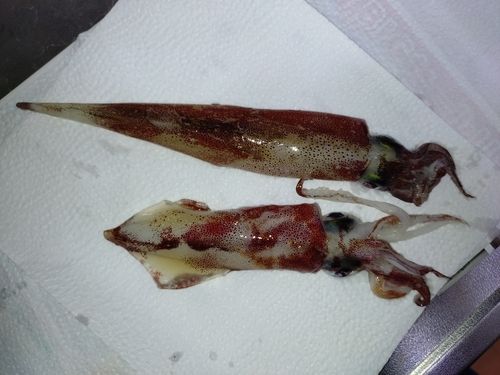 ケンサキイカの釣果