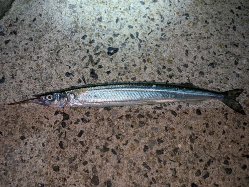 サヨリの釣果