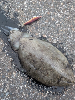 コウイカの釣果
