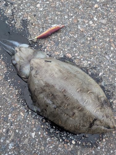 コウイカの釣果