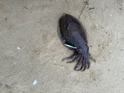 コウイカの釣果