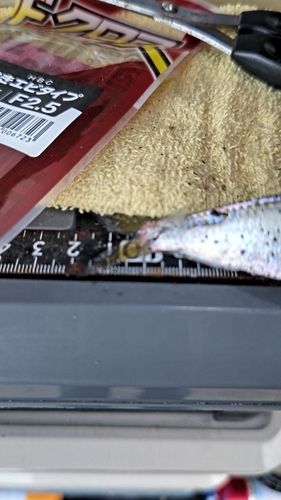 サッパの釣果