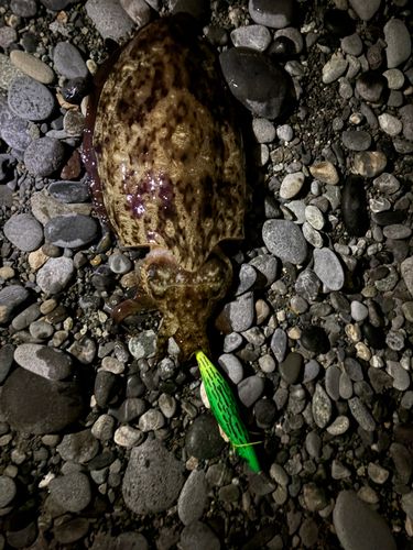 コウイカの釣果