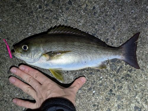 イサキの釣果