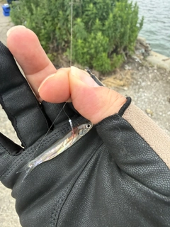 イワシの釣果