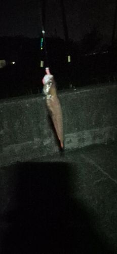 ヒイカの釣果