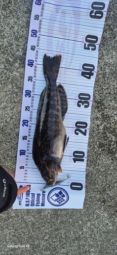 アイナメの釣果